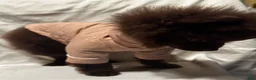 Pomeranian dogs for sale: Pomeranian 1 - Ad 6