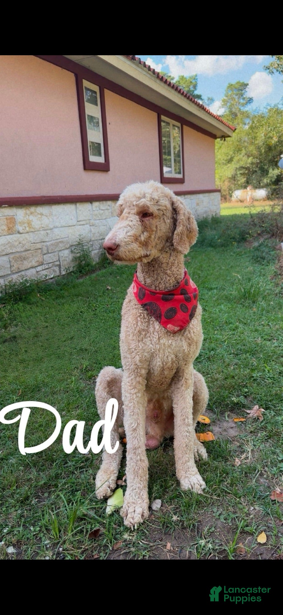 Mixed Breed dogs Pyredoodle female  - Ad 2