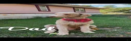 Mixed Breed dogs for sale: Pyredoodle male - Ad 2