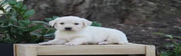 Golden Retriever dogs for sale: Golden Retriever Green Collar - Ad 1