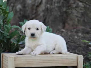 Golden Retriever dogs for sale: Golden Retriever Green Collar - Ad 2