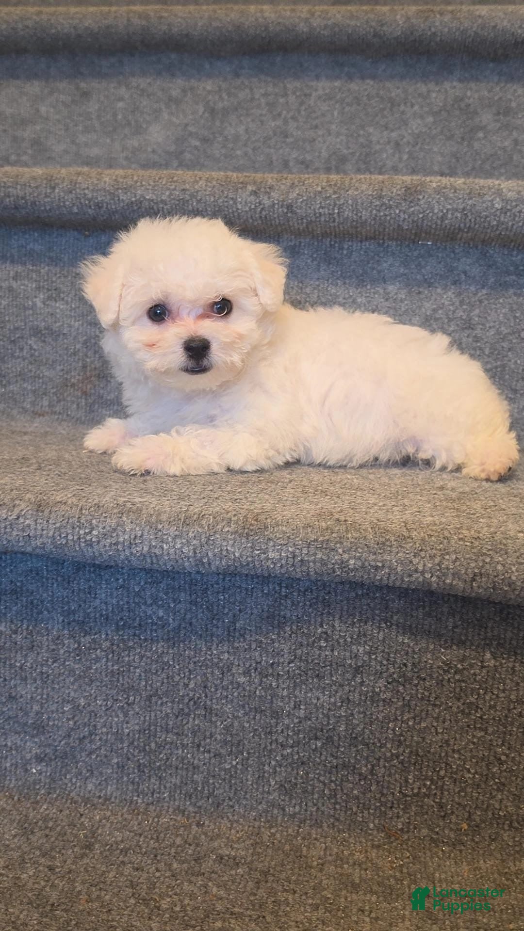 Maltipoo dogs Maddie  - Ad 2
