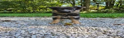 German Shepherd dogs for sale: Sosha - Ad 7