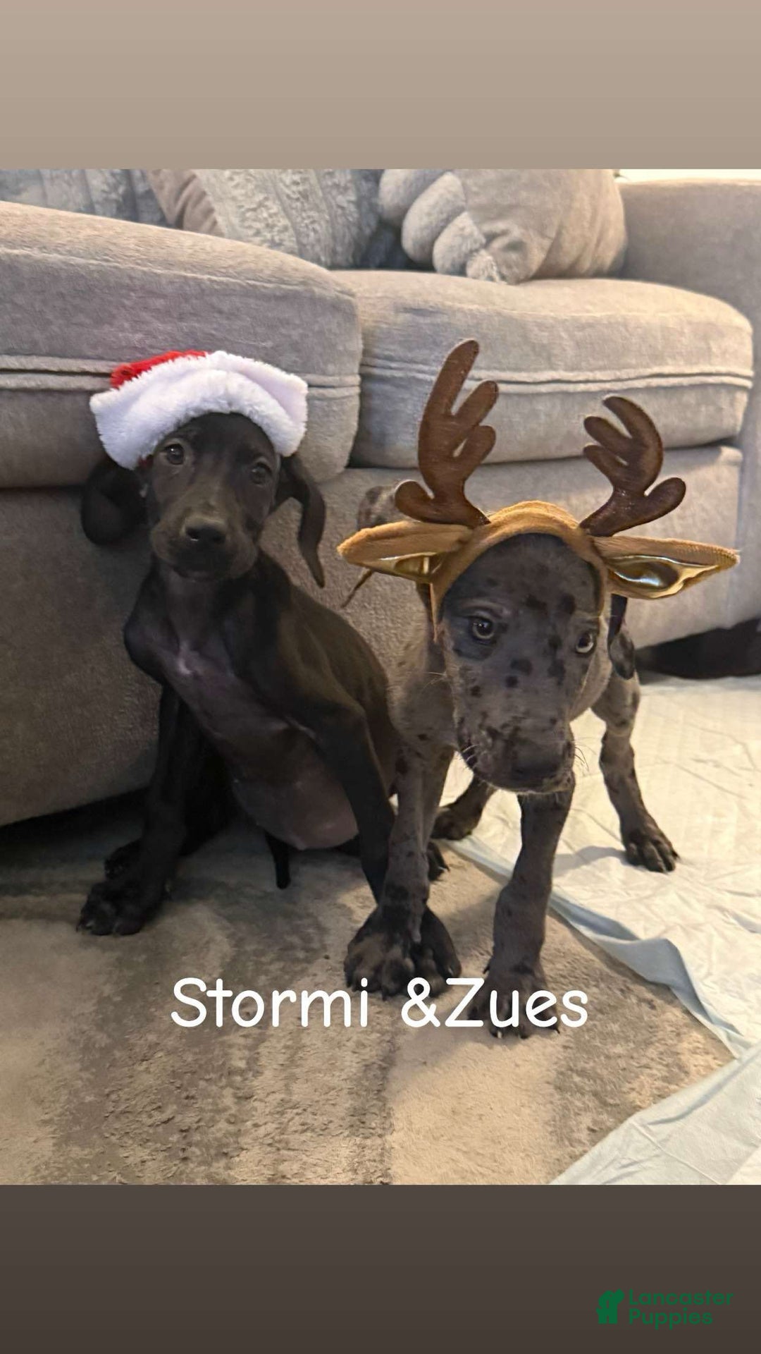 Great Dane dogs for sale: Maximus  - Ad 7