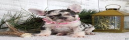 French Bulldog dogs for sale: Princes - Ad 2