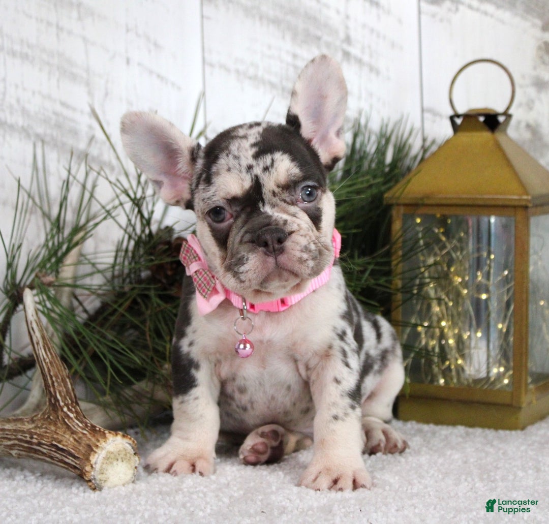 French Bulldog dogs for sale: Princes - Ad 2