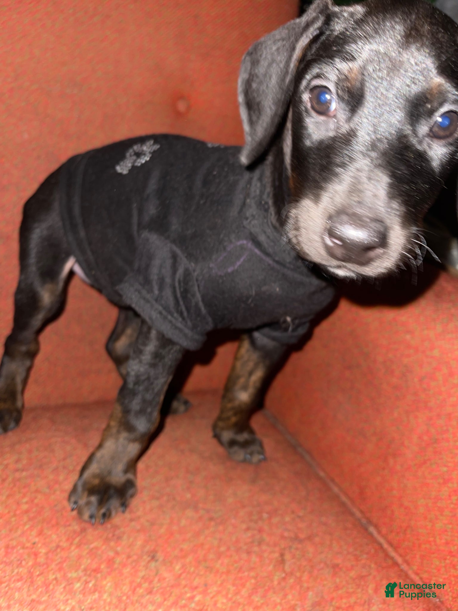 Doberman Pinscher dogs Doberman Pinscher Puppy 4 - Ad 28