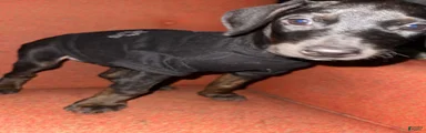 Doberman Pinscher Puppy 4
