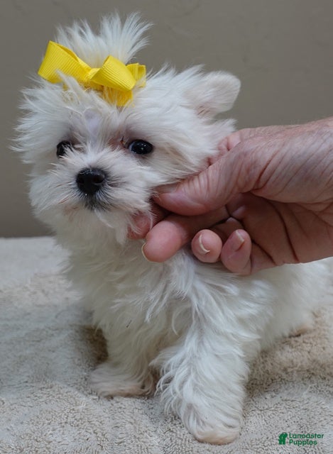 Maltese dogs MICRO TEACUP Harlow - Ad 8