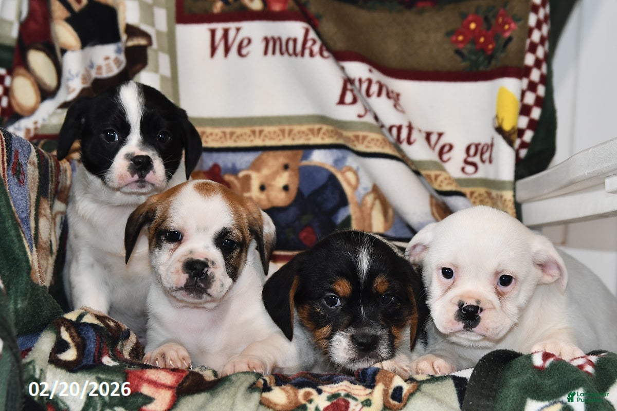 Mixed Breed dogs Otis - Ad 2