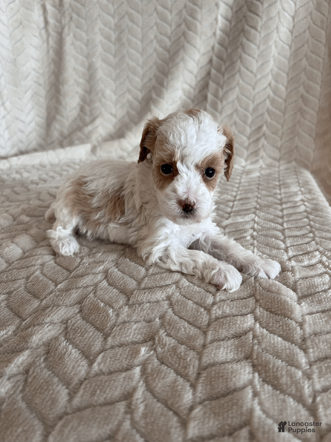 Toy Poodle dogs for sale: Gracie - Ad 1
