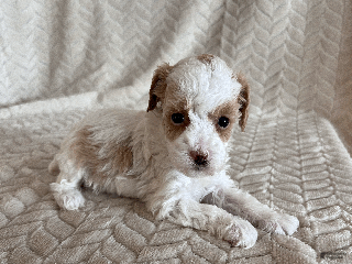 Toy Poodle dogs Gracie - Ad 23