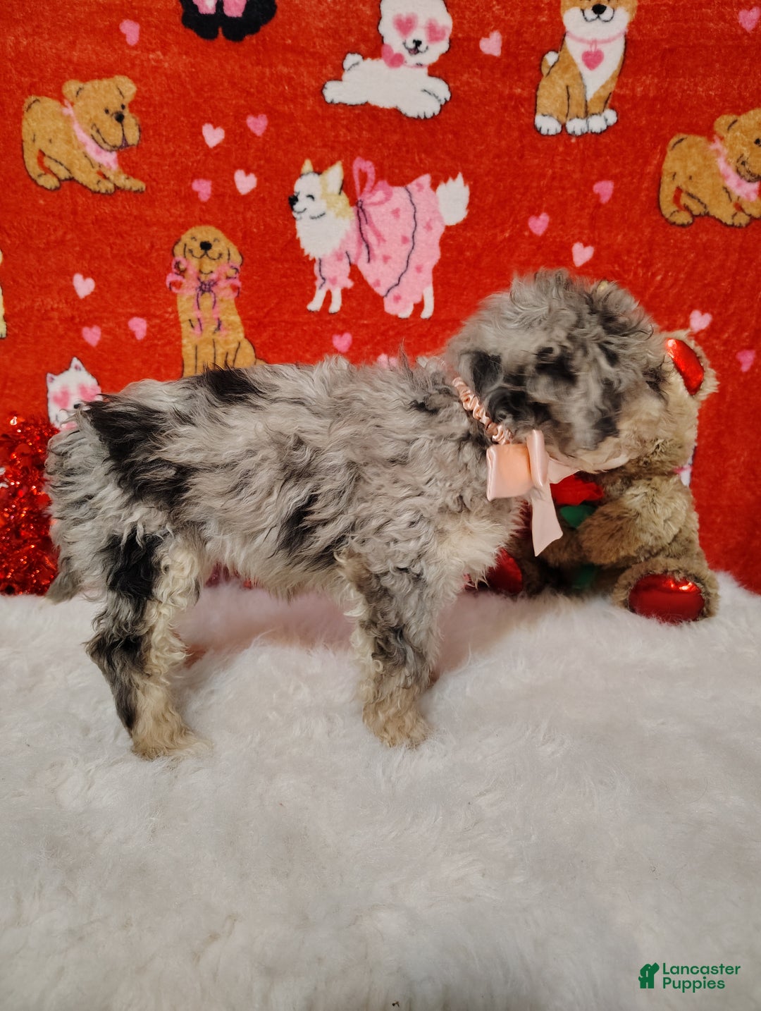 Mini Bernedoodle dogs for sale: Maggie - Ad 5