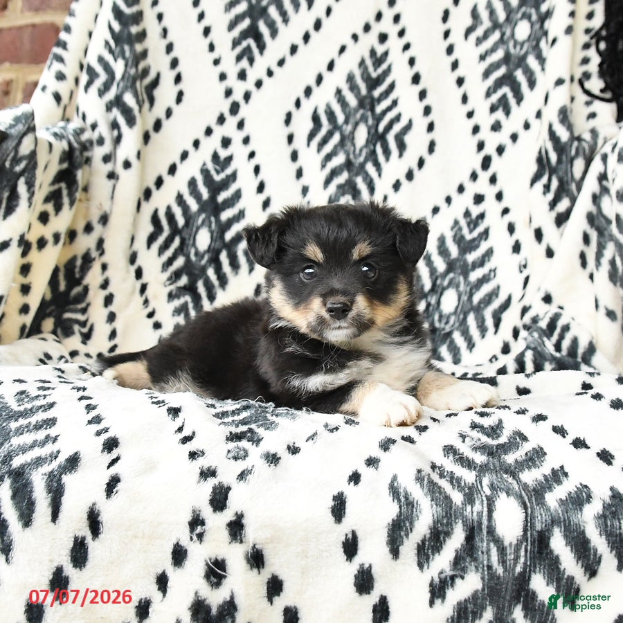 Miniature Australian Shepherd dogs Miracle - Ad 2