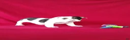Beabull dogs for sale: Stacy - Ad 3