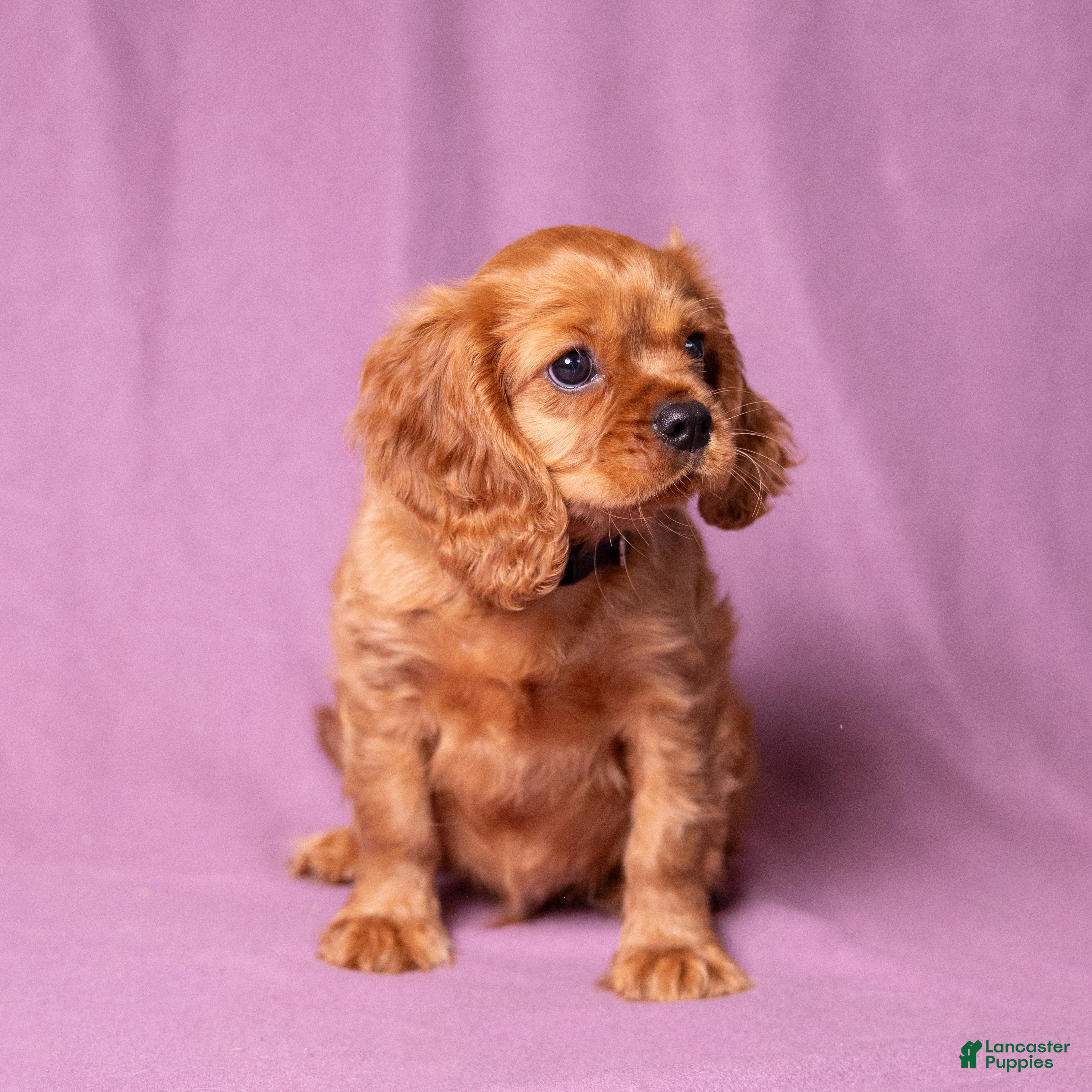 Cavalier King Charles Spaniel dogs Einstein - Ad 2