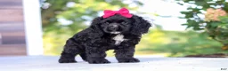 Cocker Spaniel dogs for sale: Sophie - Ad 5