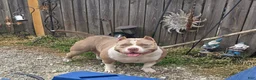 American Bully dogs for sale: American Bully 4 - Ad 2