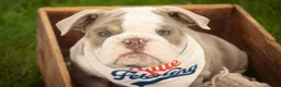 English Bulldog dogs for sale: Nate English Bulldog Puppy  - Ad 7