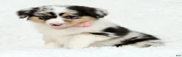 Australian Shepherd dogs for sale: Rosie - Ad 4