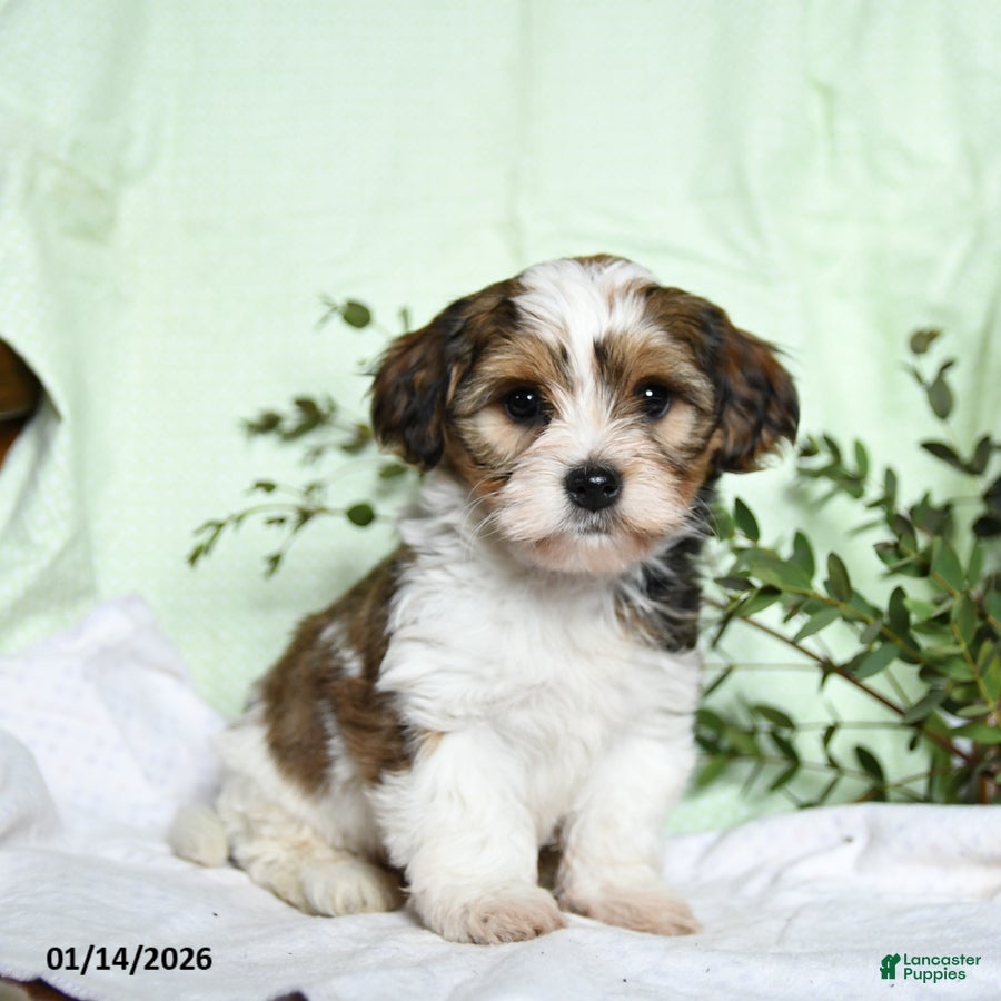 Mixed Breed dogs Oak - Ad 39