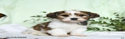 Mixed Breed dogs for sale: Oak - Ad 1