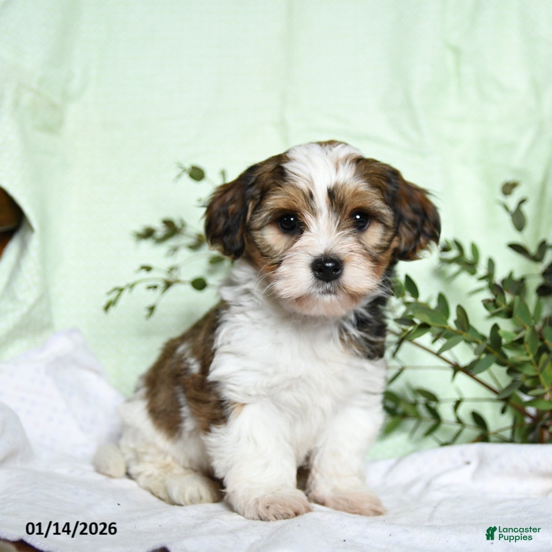 Mixed Breed dogs for sale: Oak - Ad 1