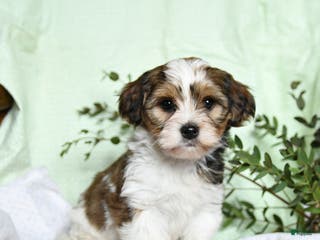 Mixed Breed dogs Oak - Ad 40