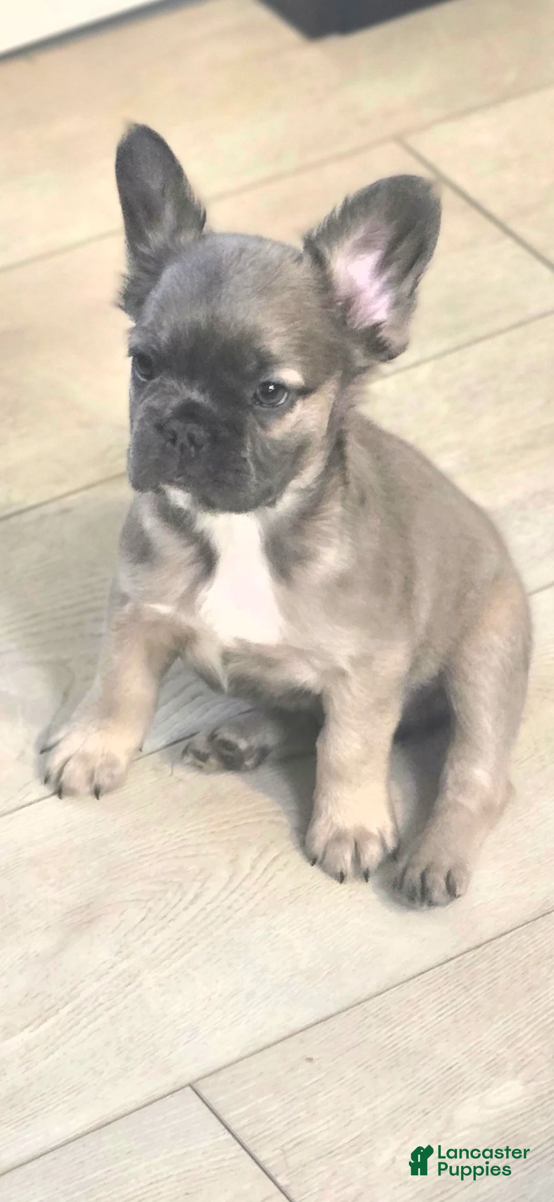 French Bulldog dogs for sale: Biggie - Ad 2