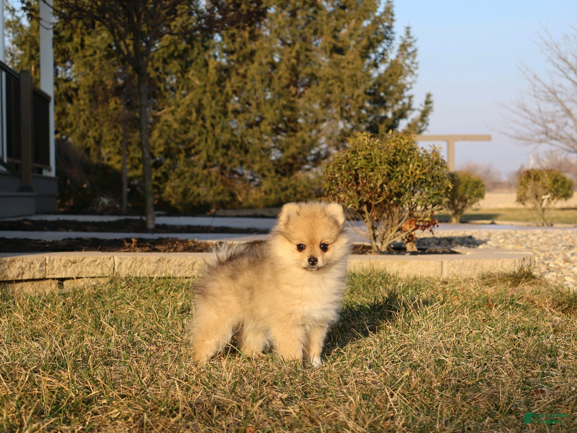 Pomeranian dogs Mickey - Ad 1