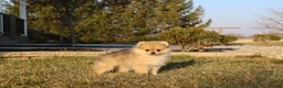 Pomeranian dogs for sale: Mickey - Ad 1