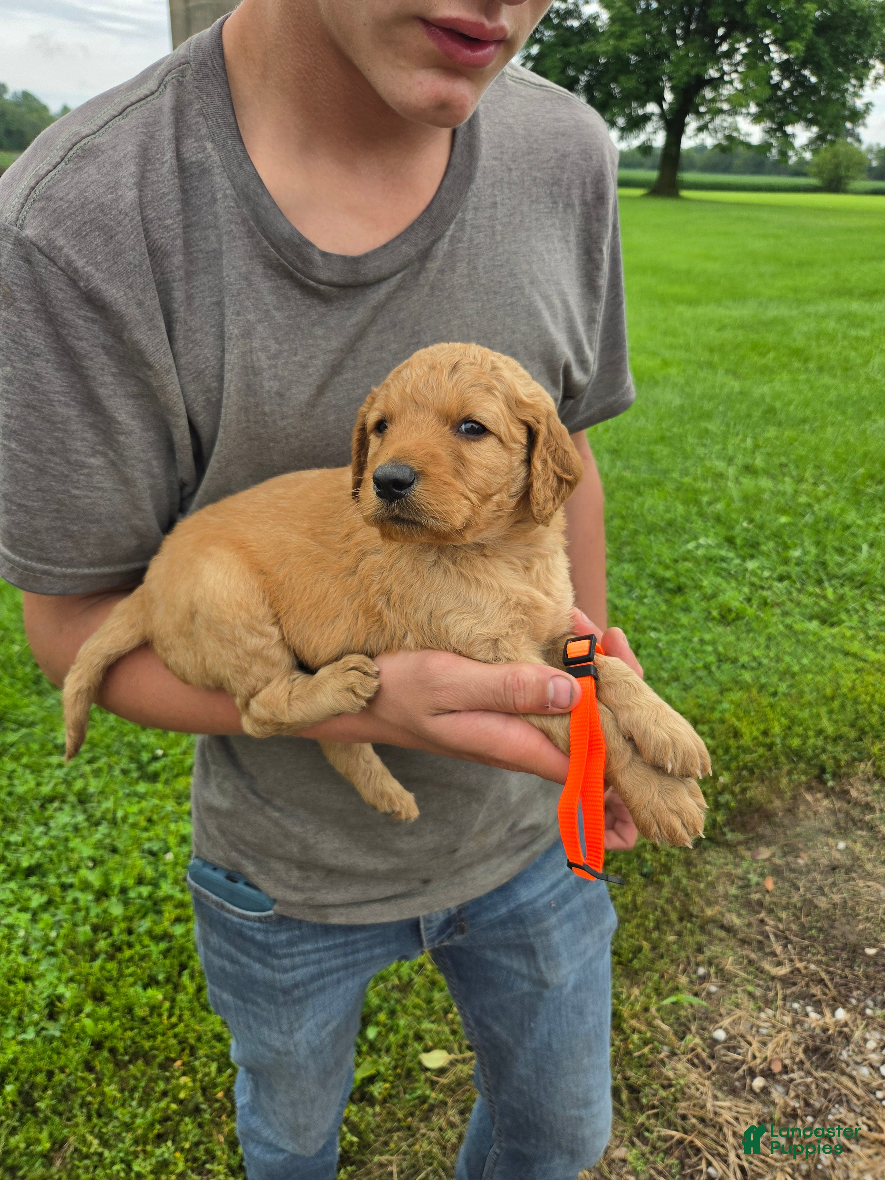 Mixed Breed dogs Mixed Breed 8 Oliver - Ad 11