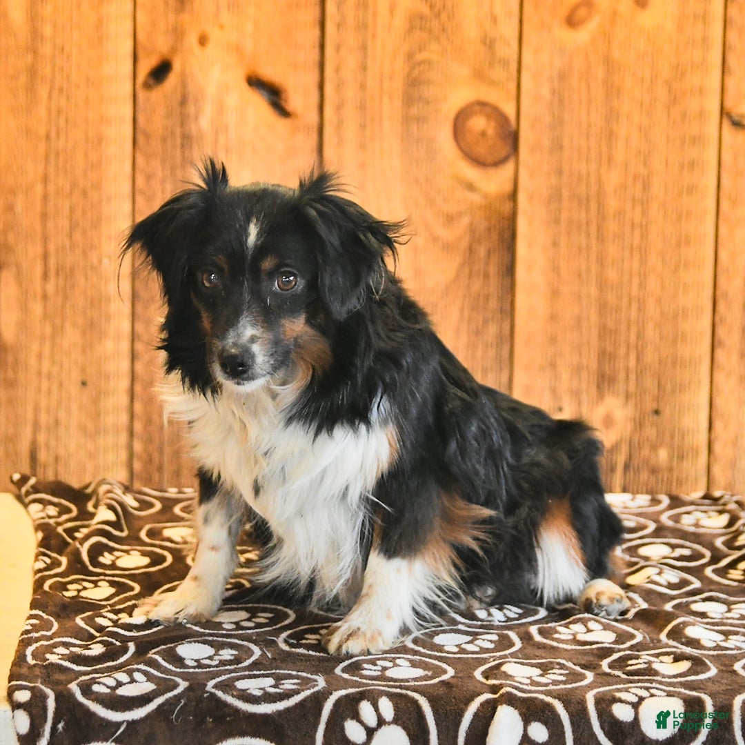 Miniature Australian Shepherd dogs for sale: Vixen - Ad 6