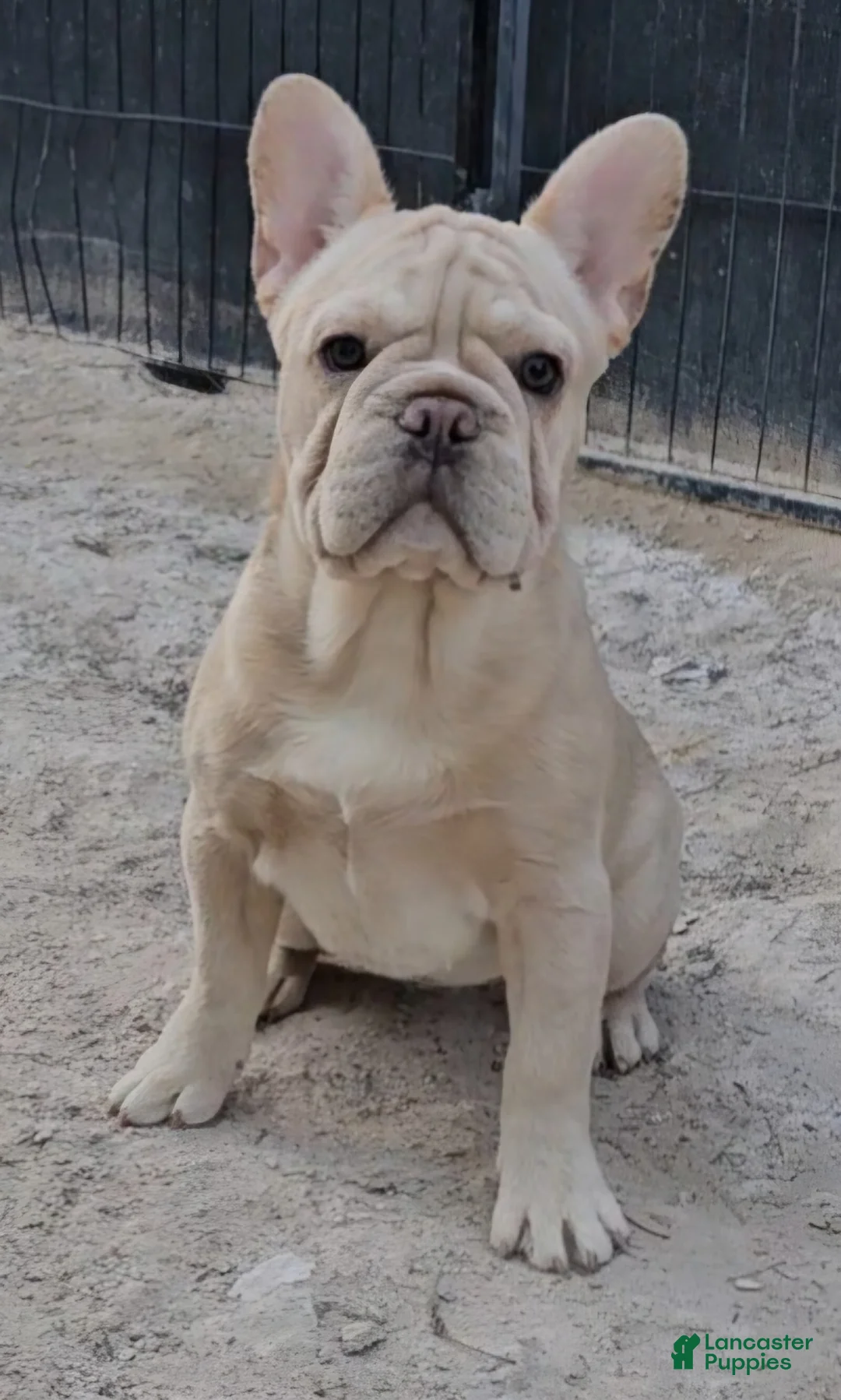 French Bulldog dogs for sale: French Bulldog Puppy 2 - Ad 6