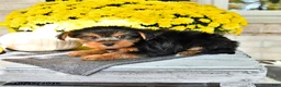 Yorkshire Terrier dogs for sale: Rico  - Ad 4