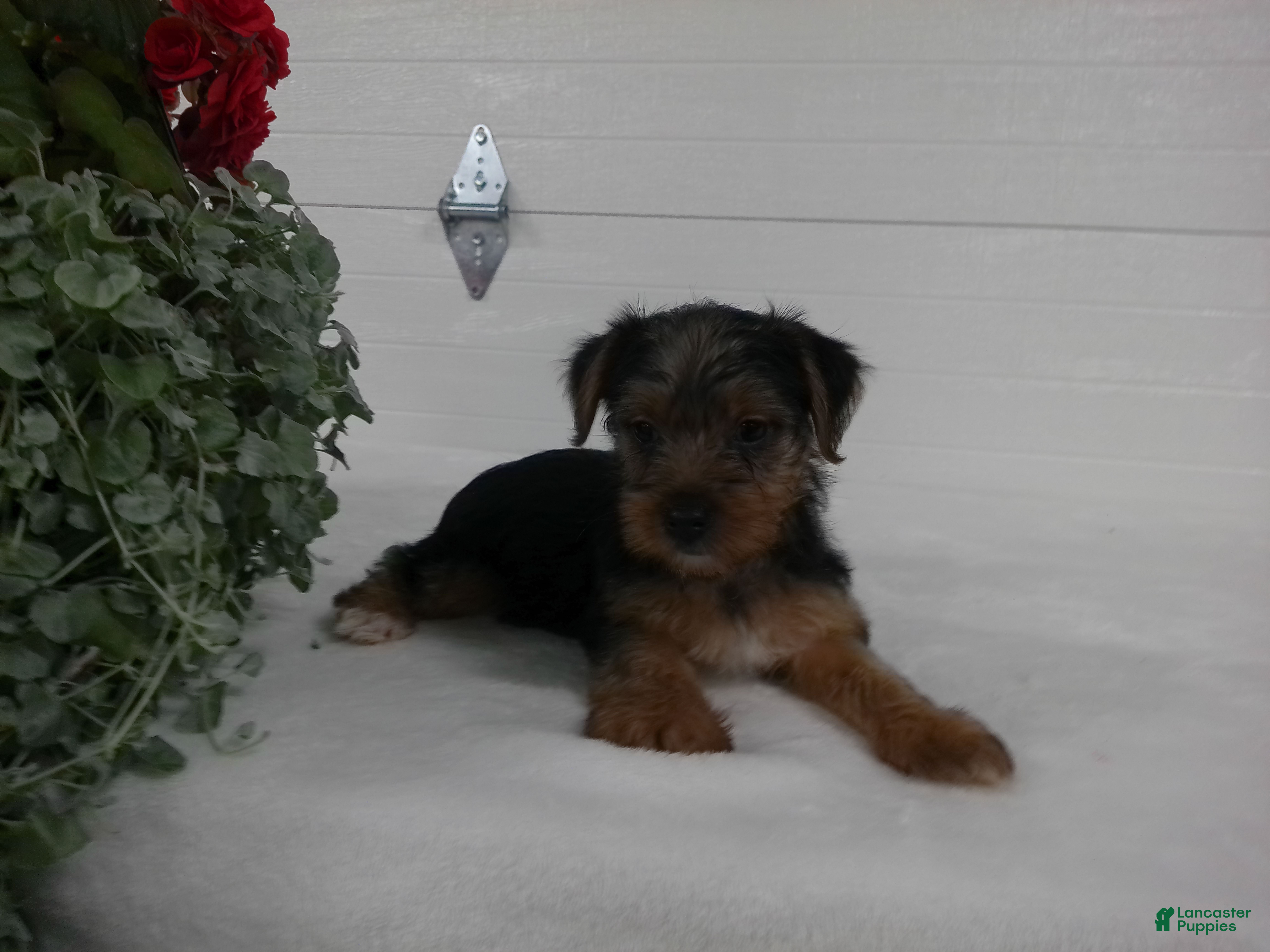 Yorkshire Terrier dogs Roscoe  - Ad 1