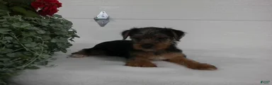 Roscoe 