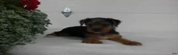 Yorkshire Terrier dogs for sale: Roscoe  - Ad 1