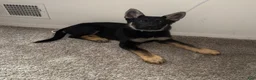 German Shepherd dogs for sale: German Shepherd 1 - Ad 2