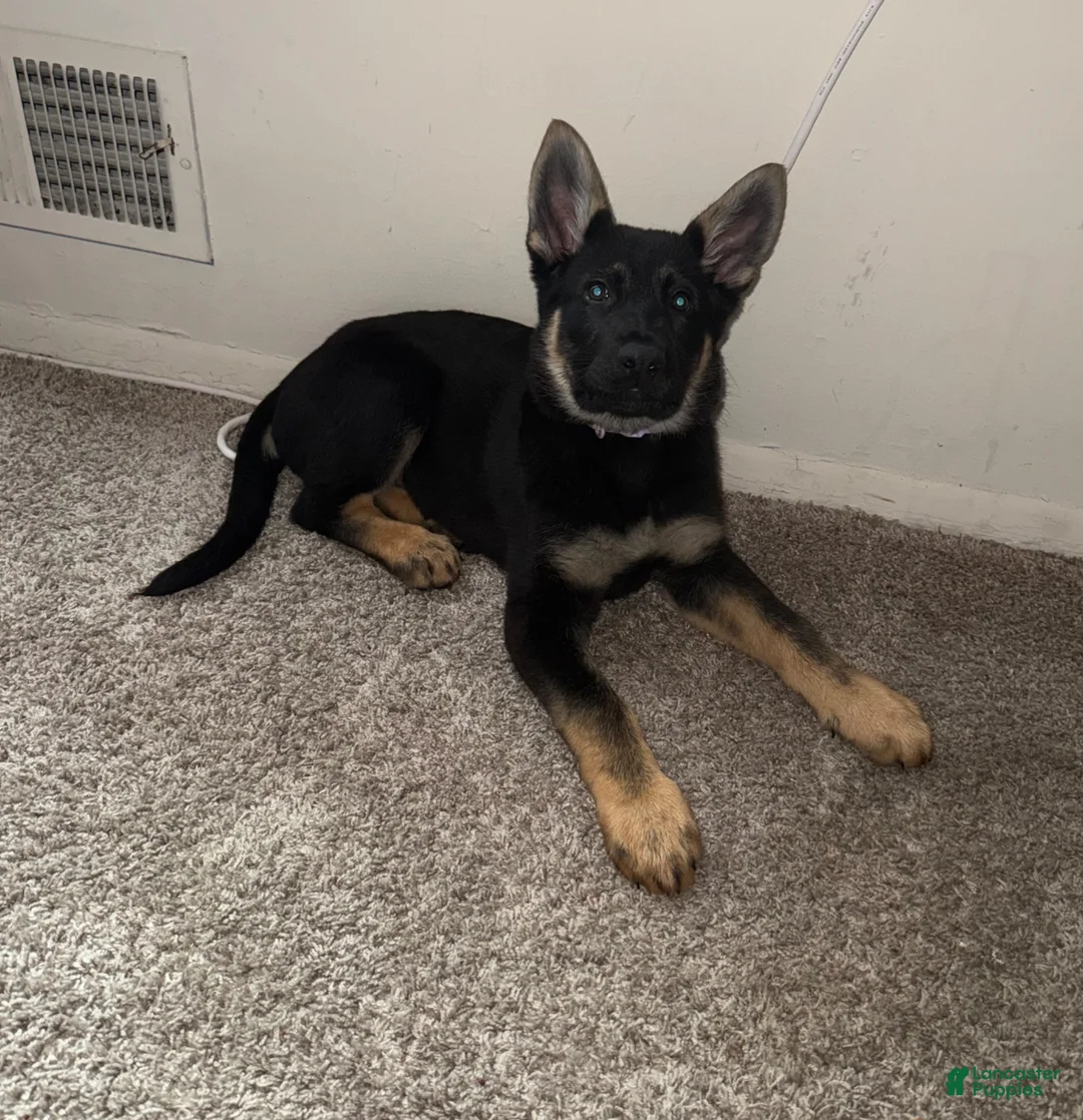 German Shepherd dogs for sale: German Shepherd 1 - Ad 2