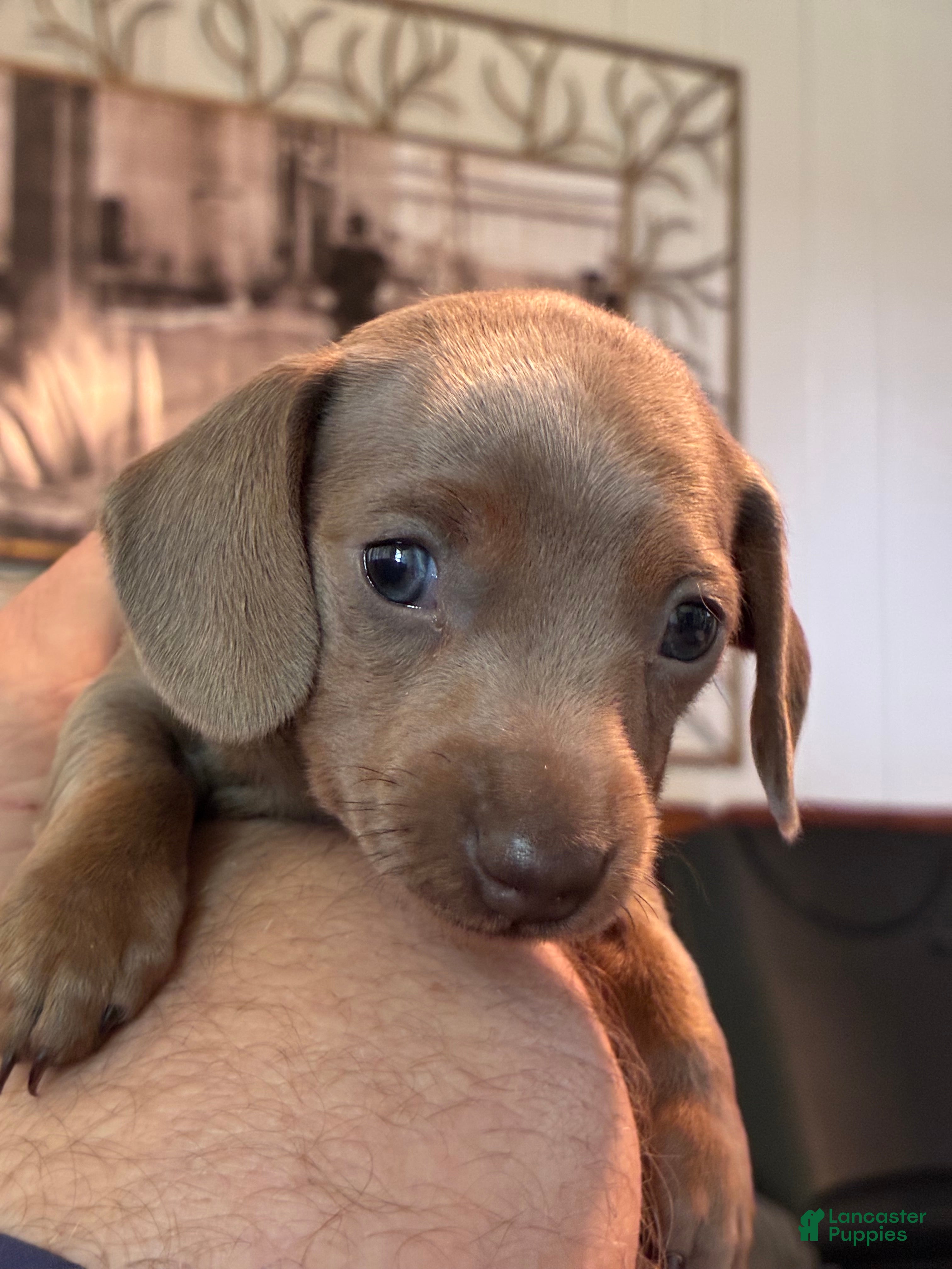 Miniature Dachshund dogs Miniature Dachshund Puppy 4 - Ad 2