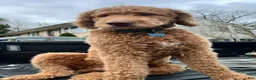 Goldendoodle dogs for stud: Standard Goldendoodle  - Ad 2