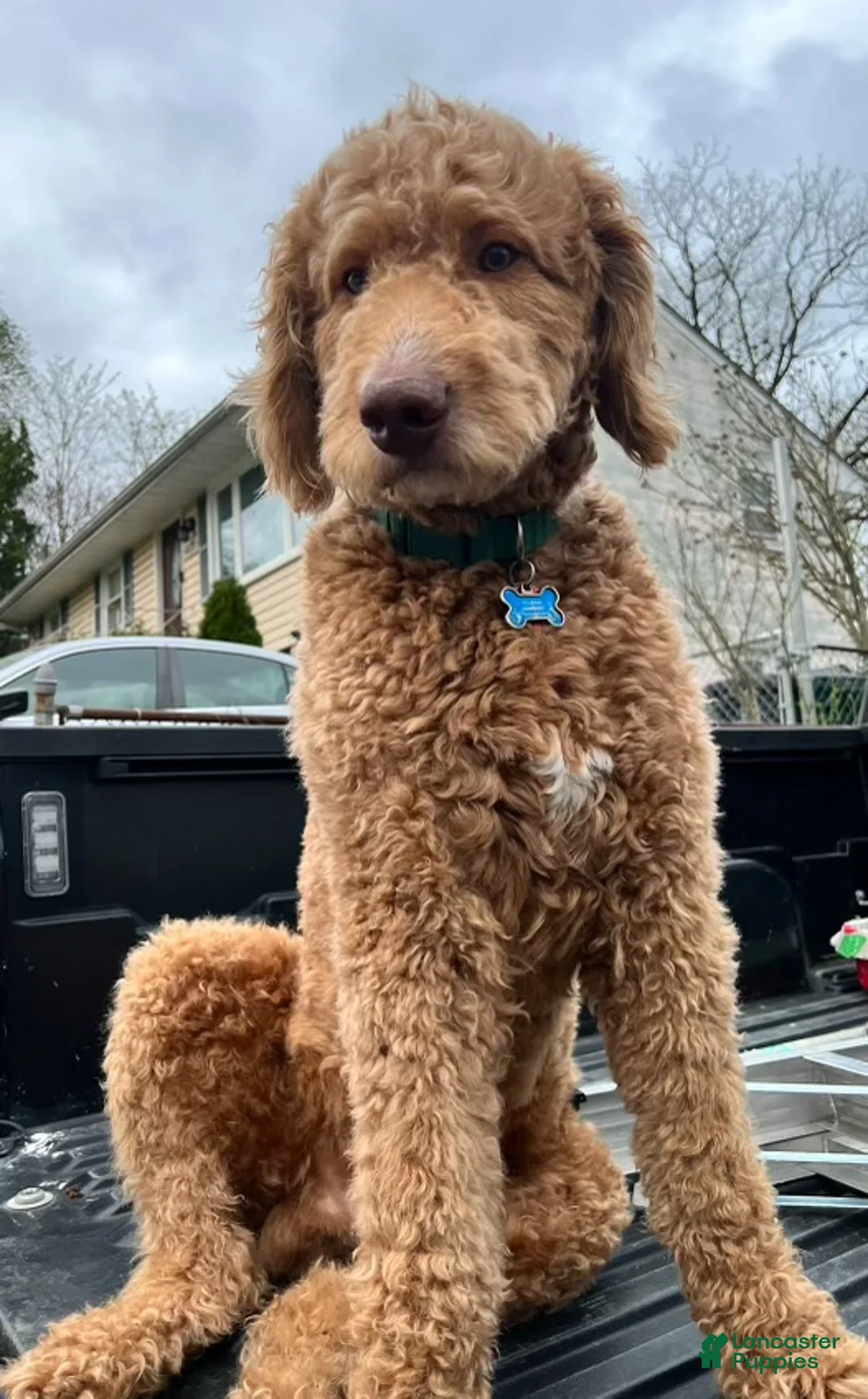 Goldendoodle dogs for stud: Standard Goldendoodle  - Ad 2
