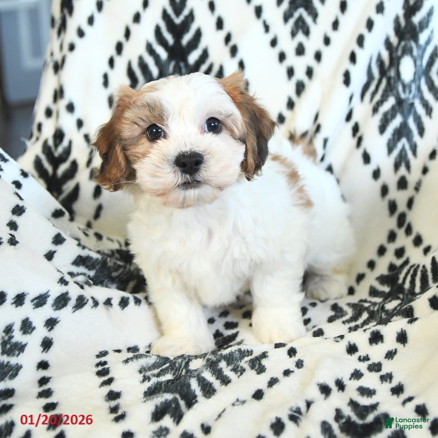 Teddy Bear dogs Robby - Ad 1