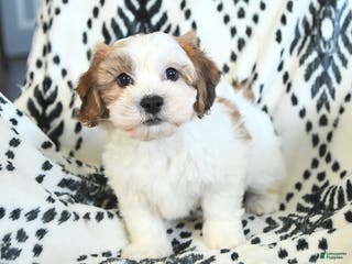 Teddy Bear dogs Robby - Ad 13