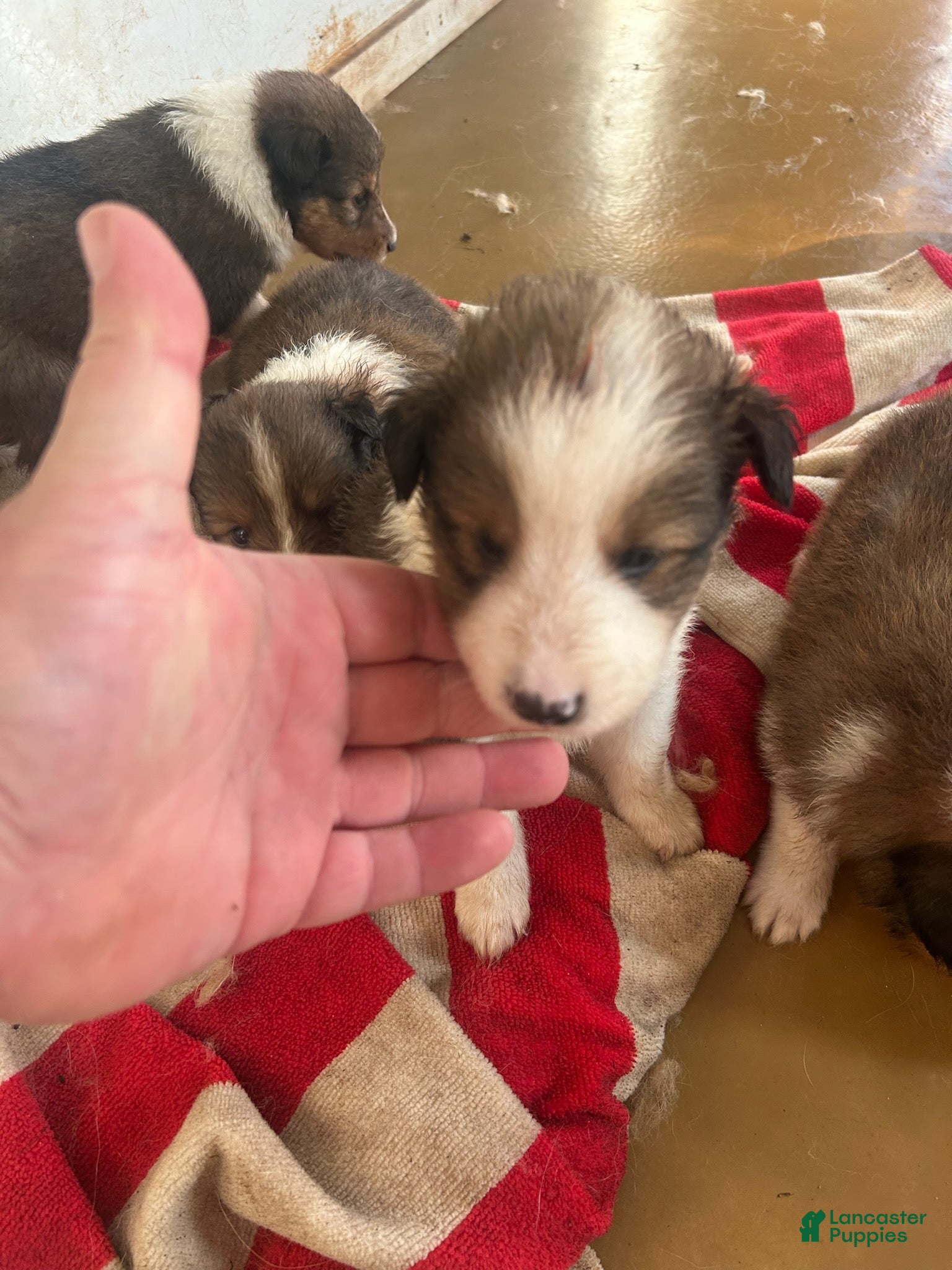 Shetland Sheepdog dogs Boy 1 - Ad 34
