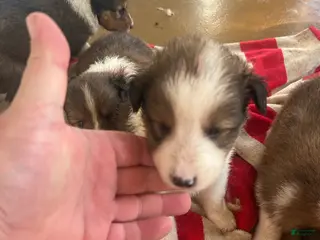 Shetland Sheepdog dogs Boy 1 - Ad 34