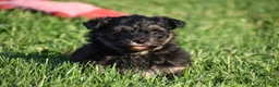 Mixed Breed dogs for sale: Stoker - Ad 8