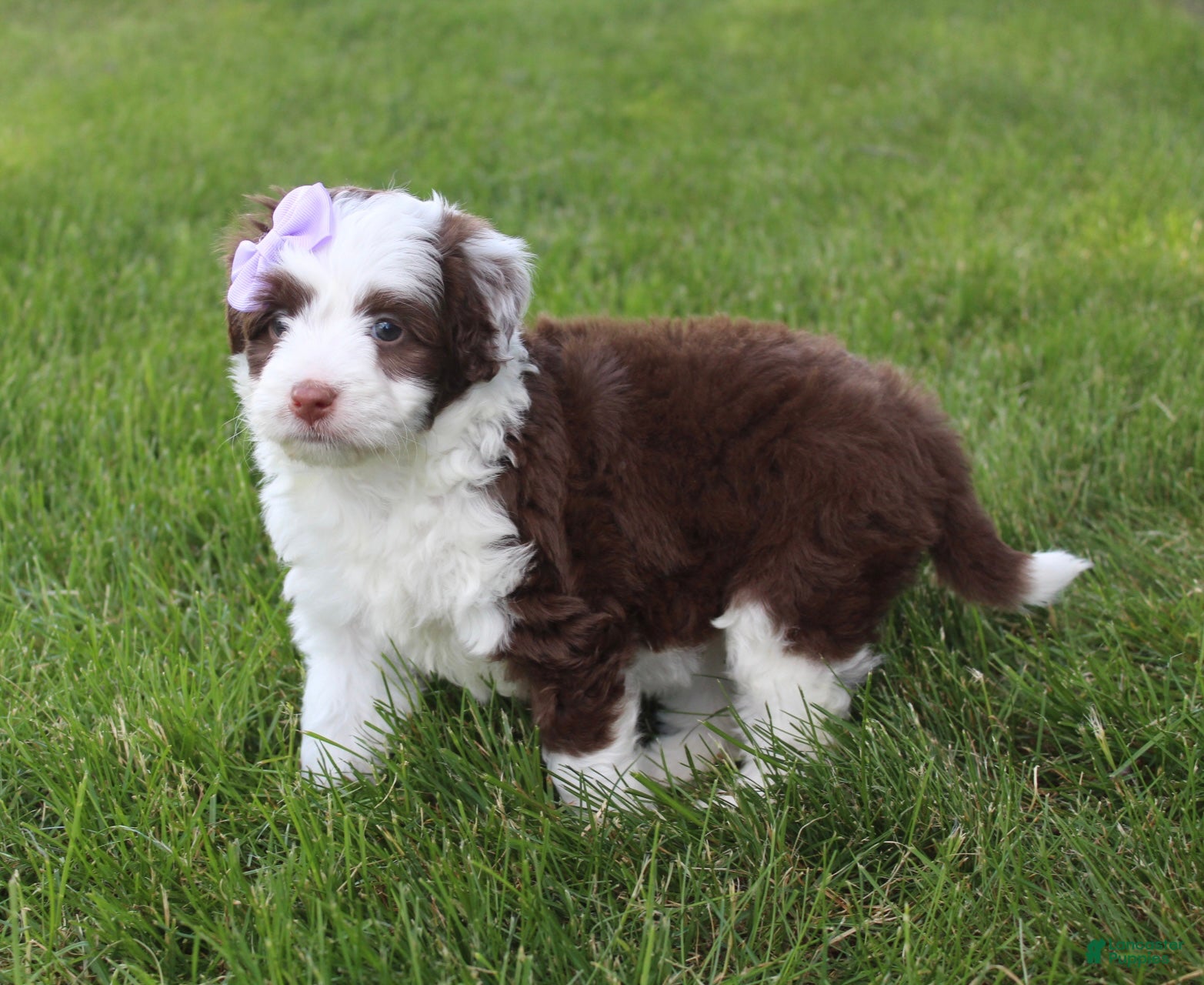Mini Aussiedoodle dogs for sale: Jerica  - Ad 4