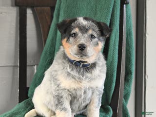 Australian Cattle Dog dogs Monty - Ad 29